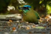 Momot cernolici - Momotus lessonii - Blue-diademed Lessons Motmot o5567